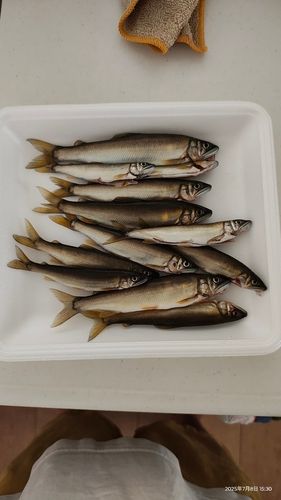 アユの釣果