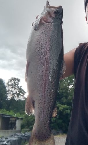ニジマスの釣果