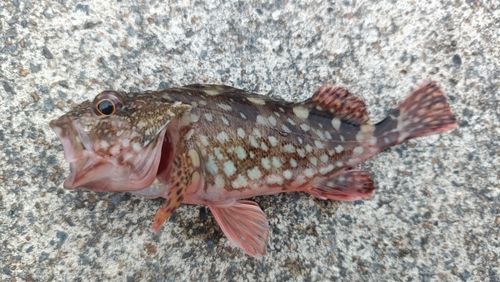 カサゴの釣果