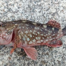 カサゴ