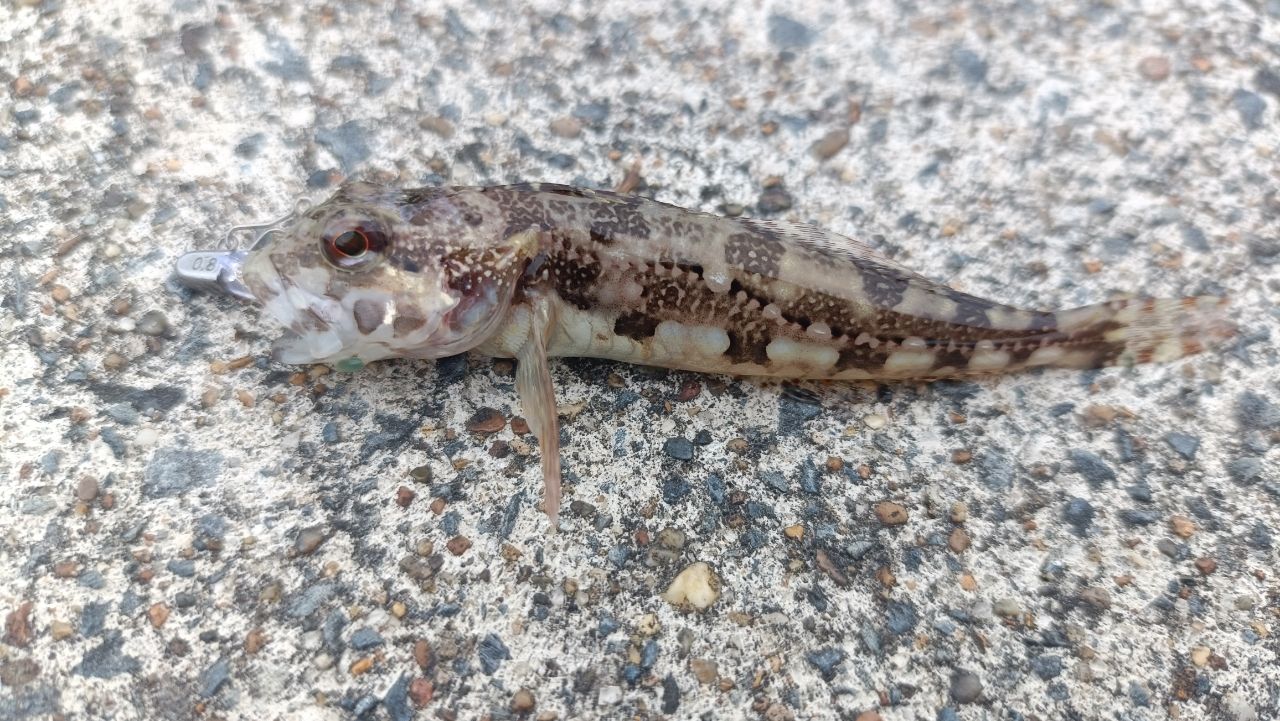カサゴ