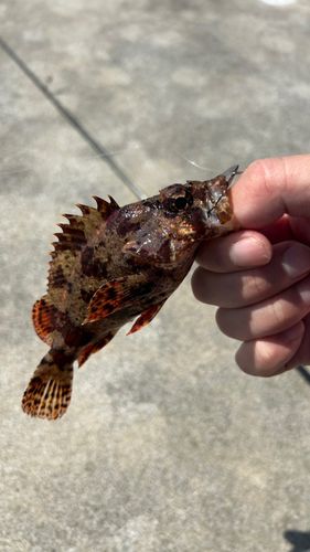 ヨロイメバルの釣果