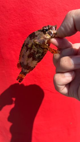 ヨロイメバルの釣果