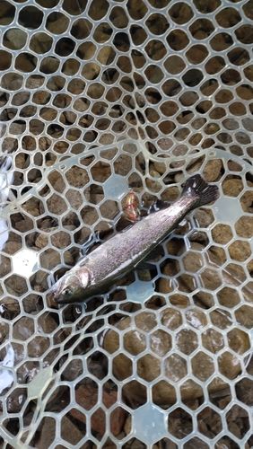レインボートラウトの釣果