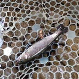 レインボートラウト