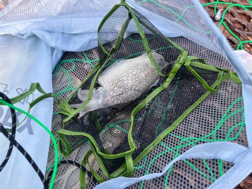 シリヤケイカの釣果