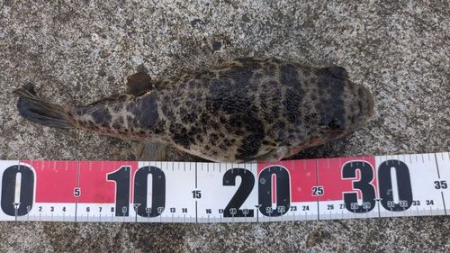 ヒガンフグの釣果