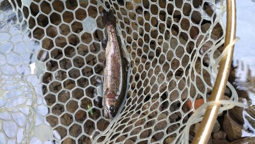 レインボートラウトの釣果