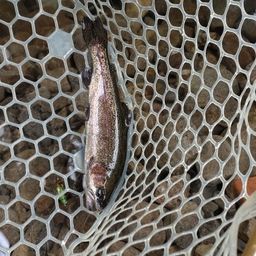 レインボートラウト