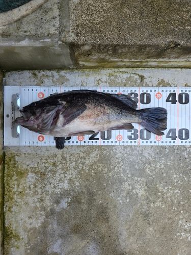 クロソイの釣果