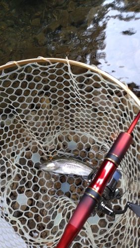レインボートラウトの釣果