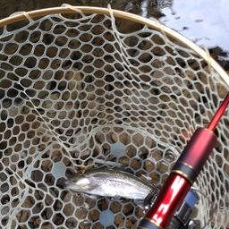 レインボートラウト