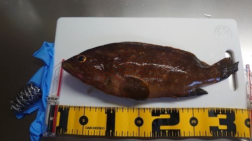 キジハタの釣果