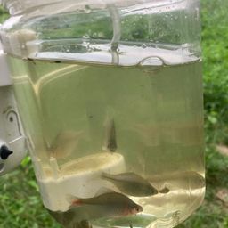 タイリクバラタナゴ