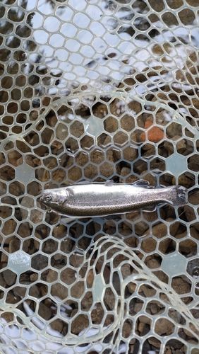 レインボートラウトの釣果