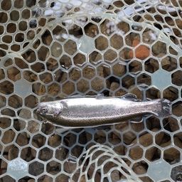 レインボートラウト