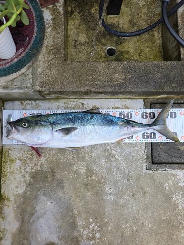 ワラサの釣果