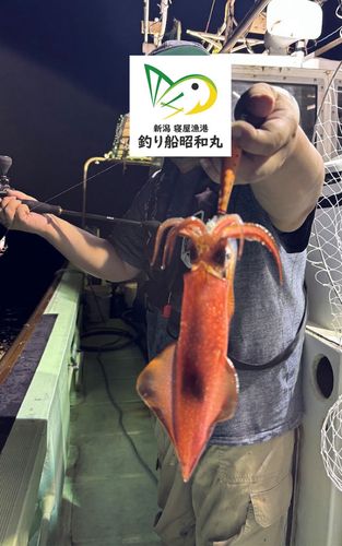 ケンサキイカの釣果