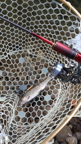 レインボートラウトの釣果