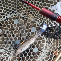 レインボートラウト