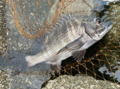 スズキの釣果