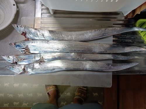 タチウオの釣果