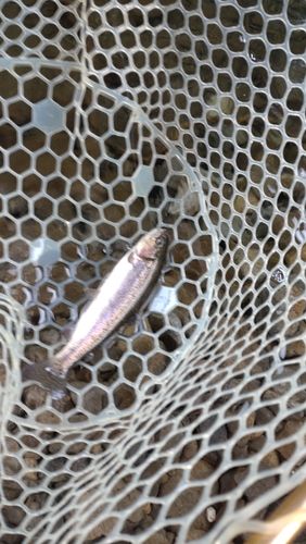 レインボートラウトの釣果