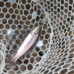 レインボートラウト