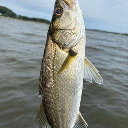 クロダイ
