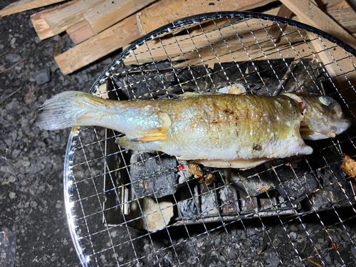 ニジマスの釣果