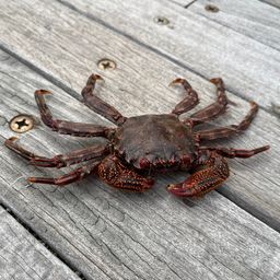 カニ
