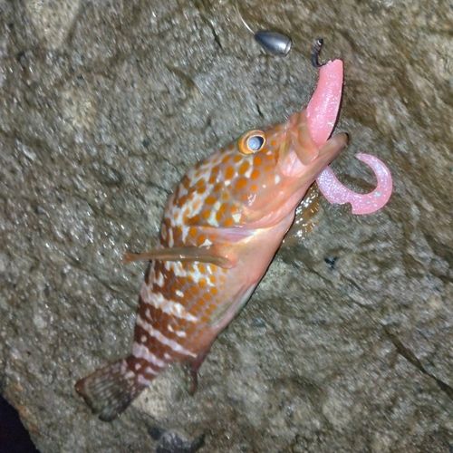 キジハタの釣果