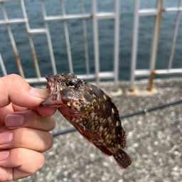 カサゴ