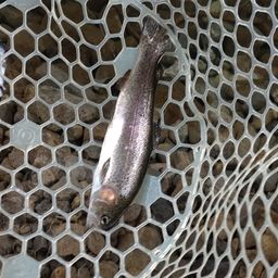 レインボートラウト