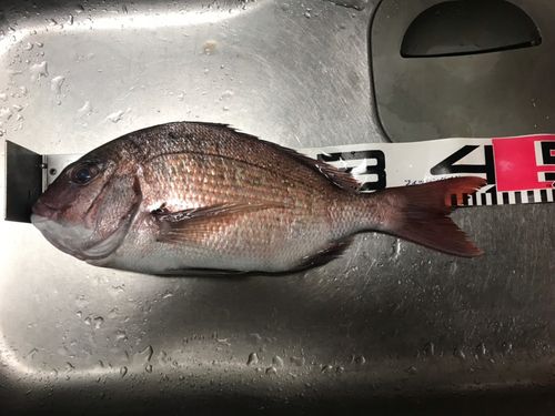 マダイの釣果
