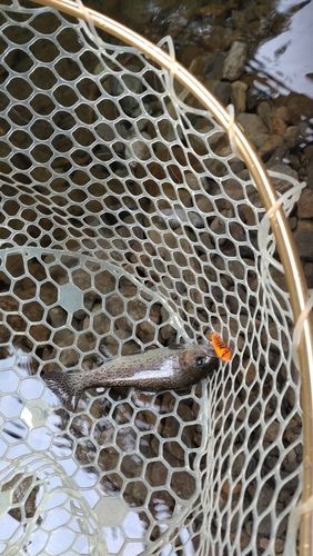 レインボートラウトの釣果