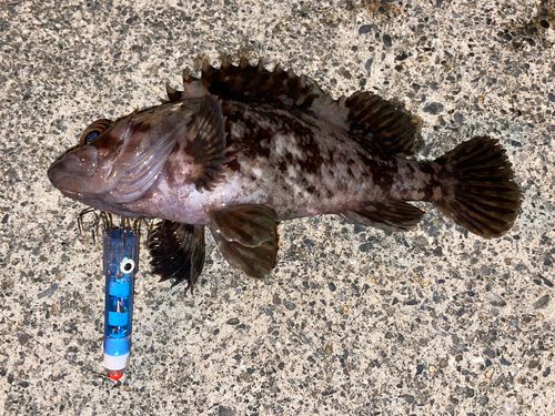 オウゴンムラソイの釣果