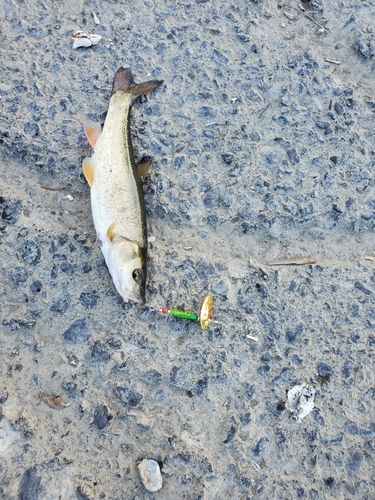 エゾウグイの釣果