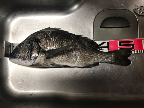 チヌの釣果