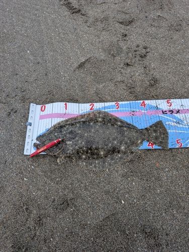 ヒラメの釣果