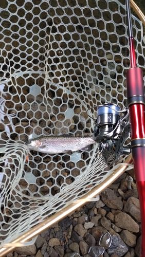 レインボートラウトの釣果