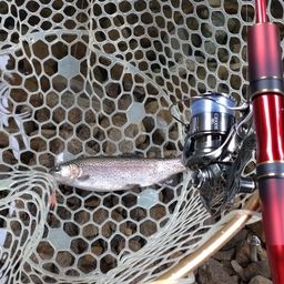 レインボートラウト