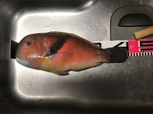 イラの釣果