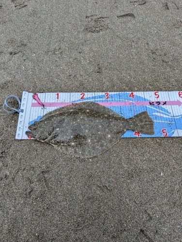 ヒラメの釣果