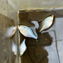 タイリクバラタナゴ