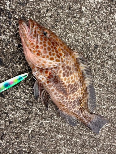 オオモンハタの釣果