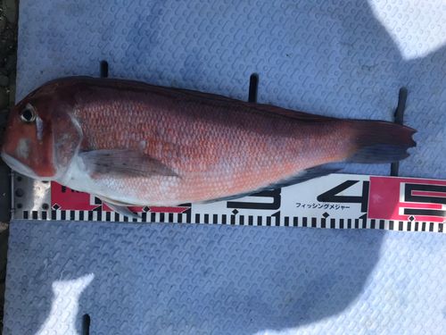 アマダイの釣果