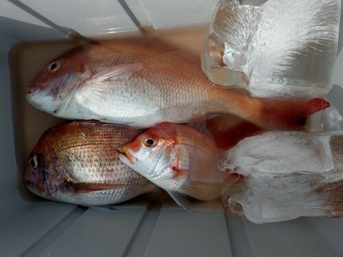 マダイの釣果