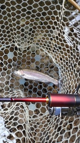 レインボートラウトの釣果