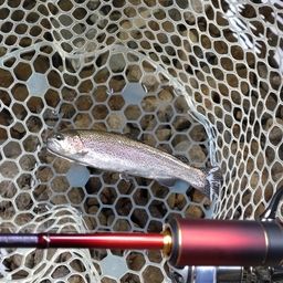 レインボートラウト